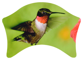 DABAN-027 Humming Bird 1